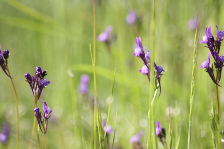 Fiori da ID parco del ticino